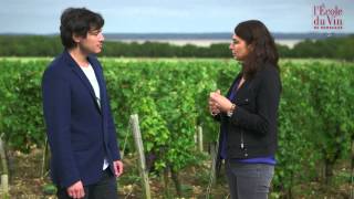 The Médoc and Graves What makes these wines so unique [upl. by Corri]