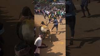 Kappanahalli Kaali🔱 Jallikattu bull viralvideo Horihabba viralshorts [upl. by Nauqe]