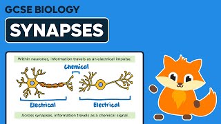 Synapses  GCSE Biology [upl. by Natsirhc343]