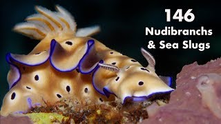 146 Nudibranchs and Sea Slugs of Anilao Philippines [upl. by Alra]