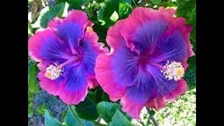 Top 50 Most Beautiful Gumamela Flowers Different colors and varieties [upl. by Aglo]