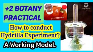 2 Botany Practicals Physiology Experiments Hydrilla Experiment Working Model [upl. by Leeke]