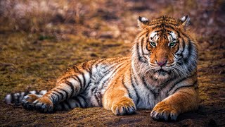 Wild Life  Tigers Documentary Big Cats HD [upl. by Nalro]