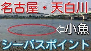 【名古屋市】天白川河口にある「新宝緑地」のシーバスポイント！ベイトの小魚いっぱい！ [upl. by Adnilram812]