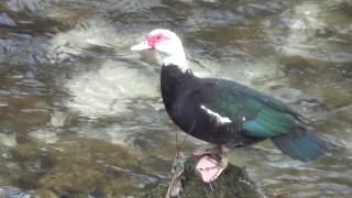 Anatra muta maschio sul Torrente Leno di Rovereto [upl. by Jemie]