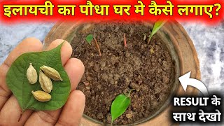 इलायची के पौधे को घर में कैसे उगाएँ  How to Grow Elaichi at Home  Cardamom Plant grow at home [upl. by Ballman]