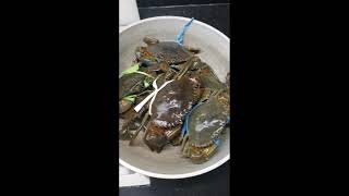 HOW TO PRESERVE CRABS [upl. by Elfstan]