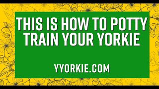 Potty Training A Yorkie Watch This Before Trying To Potty Train [upl. by Seuqcaj876]