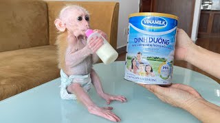 Baby Monkey Cubis cry out loud when trying formula milk for the first time [upl. by Ecirtaeb]