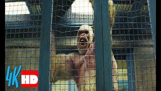 Gorilla George is wrested from the cage Rampage 2018 28 [upl. by Nnaarat]