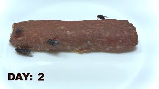 Cevapcici Mici  Mititei Time Lapse 55 Day [upl. by Aix427]