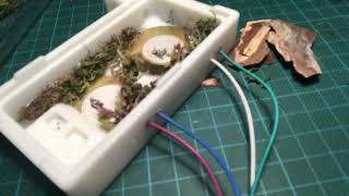 Formicarium experimental sound recording preparation for micro soundscapes [upl. by Fulbright629]