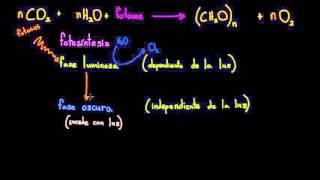 Fotosíntesis  Fotosíntesis  Biología  Khan Academy en Español [upl. by Kokoruda]