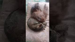 Two mother catsHaze 14 years old and Marfa 6 years old snore [upl. by Stockton]