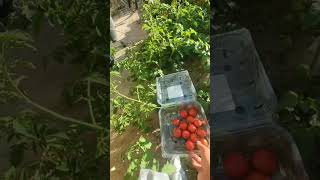 10 full bags 3 to 4 months of tomatoes pickleman fyp gardening plants gardening gooutside [upl. by Dorrehs]