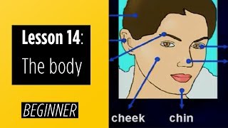 Beginner Levels  Lesson 14 The Body [upl. by Mcquoid]