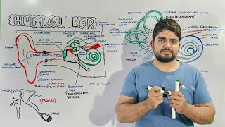 Structure and Function of Human Ear Anatomy and Physiology of Ear [upl. by Dorison389]