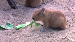 Baby Capybaras at the San Diego Zoo [upl. by Luella]