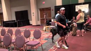 Sit Means Sit Dog Training quotLivequot demo at Pet Expo [upl. by Euphemiah63]