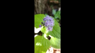 Wild Ageratum Blue Mistflower florida flowers mastergardener ageratum butterfly shorts [upl. by Ifen]