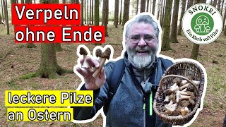 Verpeln ohne Ende  Pilze sammeln an Ostern 2024  Tolle Morchel Zeit [upl. by Suzanne]