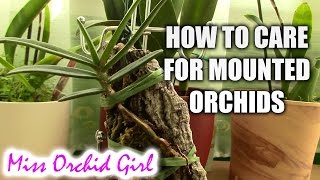 How to care for mounted orchids [upl. by Lajib]