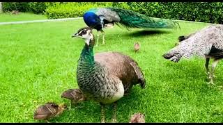 Peacock eggs and chicks paveo chicks peacock beauty paradise bird [upl. by Derman]