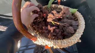 Harvesting Annatto Seeds Managing Moringa amp MORE Bananas  Syntropic Agroforestry [upl. by Ttreve]