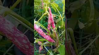 Fagioli borlotti in fase di maturazione farming nature [upl. by Adnoloy]