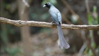 Racket tailed Treepie Thailand [upl. by Tavish377]