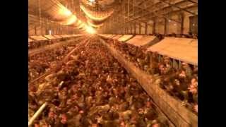 Hundreds of hens and one rooster movie [upl. by Oiramal215]