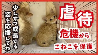 【子猫を危険から保護】威嚇していた子も２日で変身。変わりゆく姿を見守ってください。 [upl. by Ahel770]