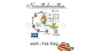 FILUM NEMATHELMINTHES  CACING GILIG [upl. by Anayit]