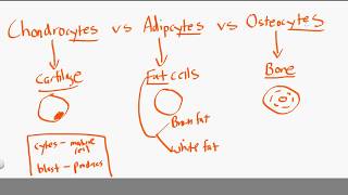 chondrocytes vs adipocytes vs osteocytes [upl. by Drannel]