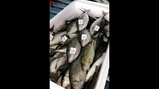 إستزراع أسماك الصافيالسيجان في البحرالأحمر Aquaculture of Siganus rivulatus in Tabuk Fish Company [upl. by Nij]