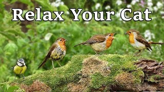 Calming Videos for Cats  TV to Relax Your Cat and My Cat at Home  The Bird Garden [upl. by Vanhook241]