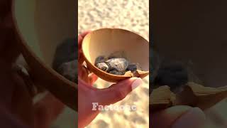 this girl free the turtle on sea shore shortvideo trending [upl. by Eelitan]