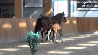 CellestialCaretano Z filly  2014 for sale [upl. by Duston]