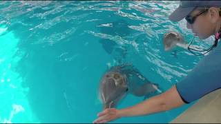 Dolphin Calf Training Session  SeaWorld Orlando [upl. by Trow881]