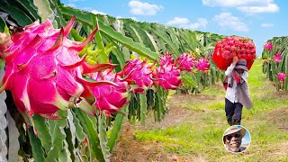 How Asia Harvesting Million of Dragon Fruits  Awesome Asia Agriculture Tradition Processing Farm [upl. by Mercorr]