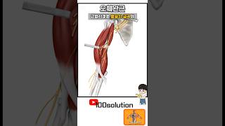 오늘의 근육해부학 오훼완근coracobrachialis [upl. by Athene281]