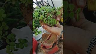 Shifting jade plant to new planter  viral short [upl. by Yuria]