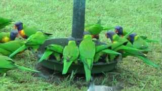 AustraliaParrotsRainbow Lorikeets [upl. by Amandi765]