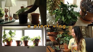 I left my plants alone for two weeks [upl. by Las807]