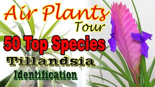 50 TOP AIR PLANTTILLANDSIA SPECIES NAME IDENTIFICATION [upl. by Saltzman]