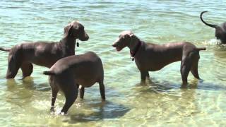 Weimaraners A Tribute [upl. by Saidel55]