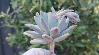 Pachyphytum Compactum [upl. by Aizek]