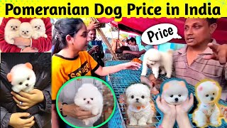 Pomeranian dog price in India 2024  Teacup dog price in India  Cute Puppies Price in Kolkata cute [upl. by Nelag]