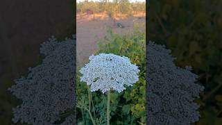 Daucus carota acenoria zanahoria silvestre lasplantasdeteresa flores plants flowers [upl. by Anwahs]