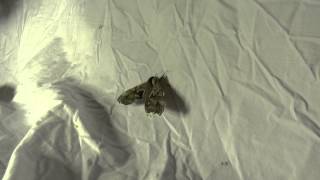 MHBC does National Moth Week Oneeyed Sphinx Moth [upl. by Seigler298]